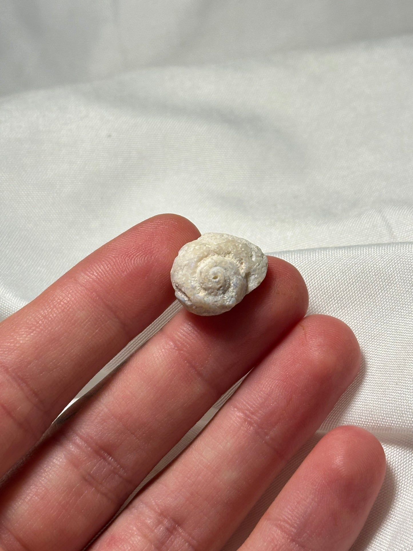Opalised fossil shell #4