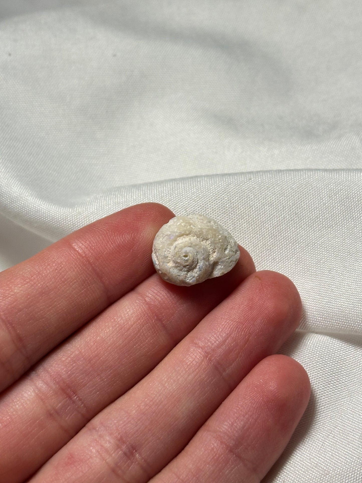 Opalised fossil shell #4