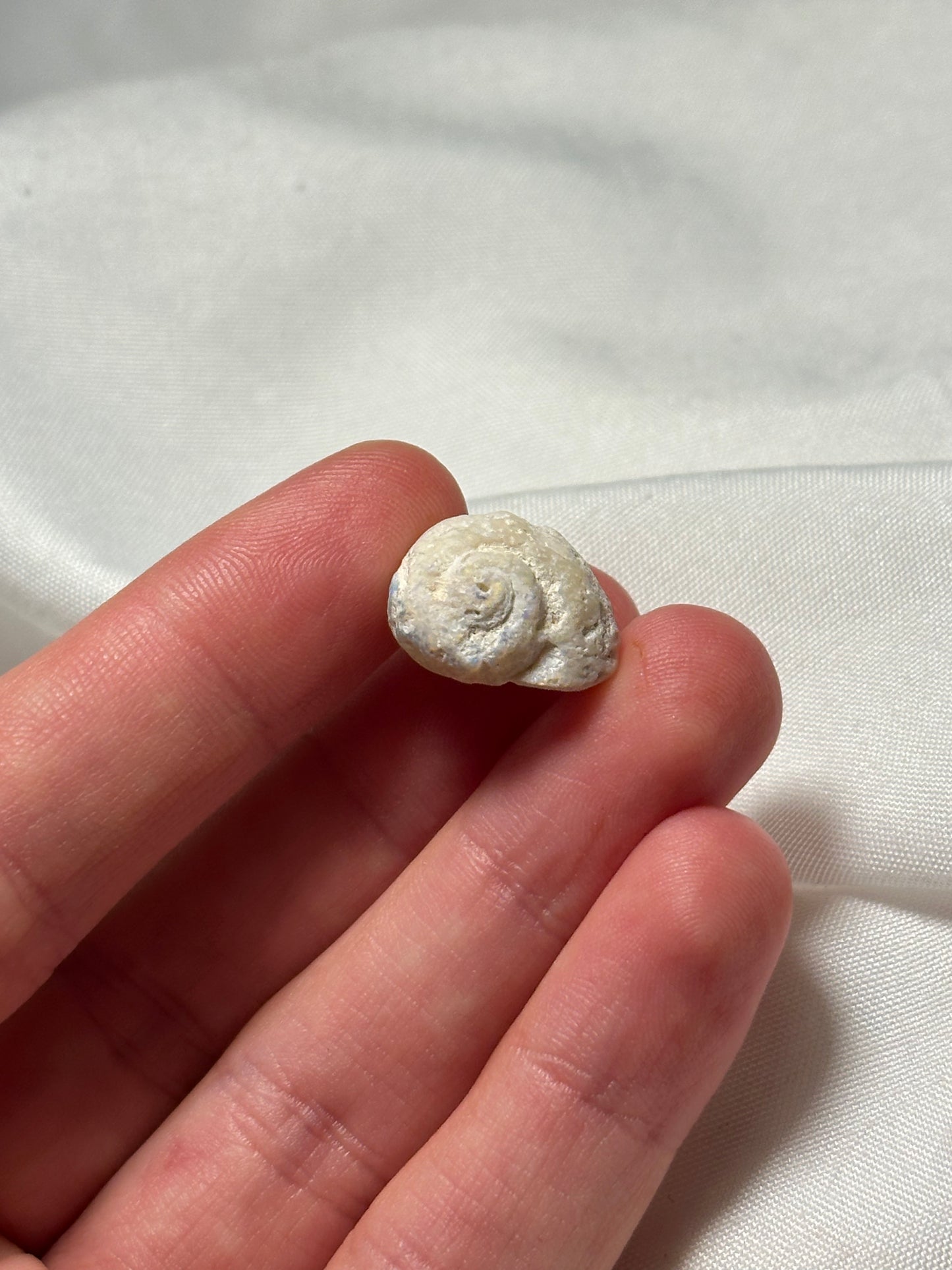 Opalised fossil shell #4