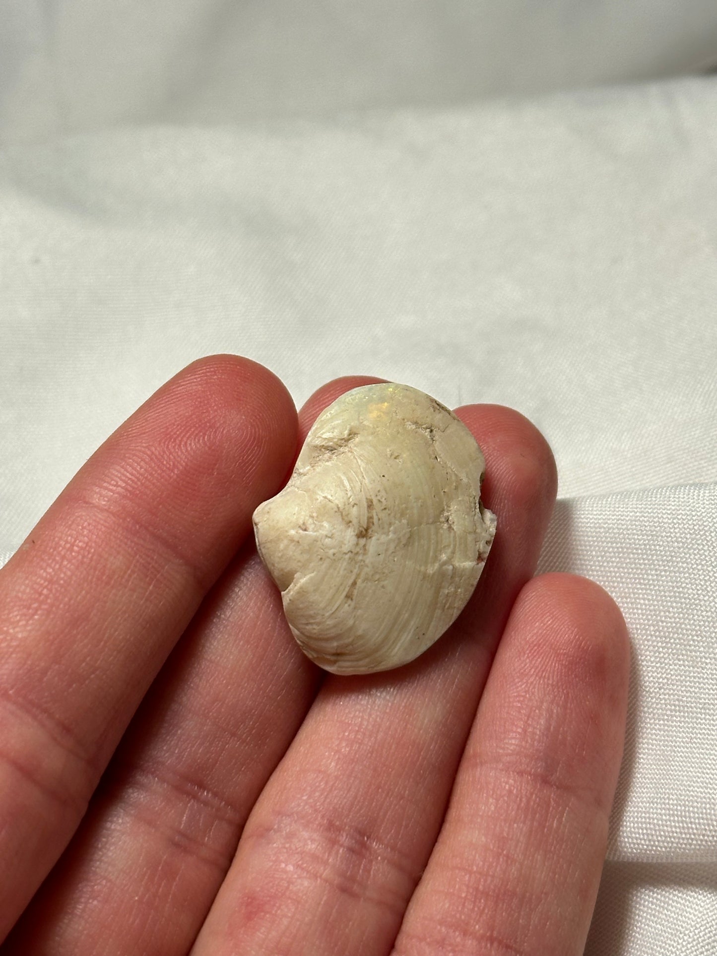 Opalised fossil shell #2