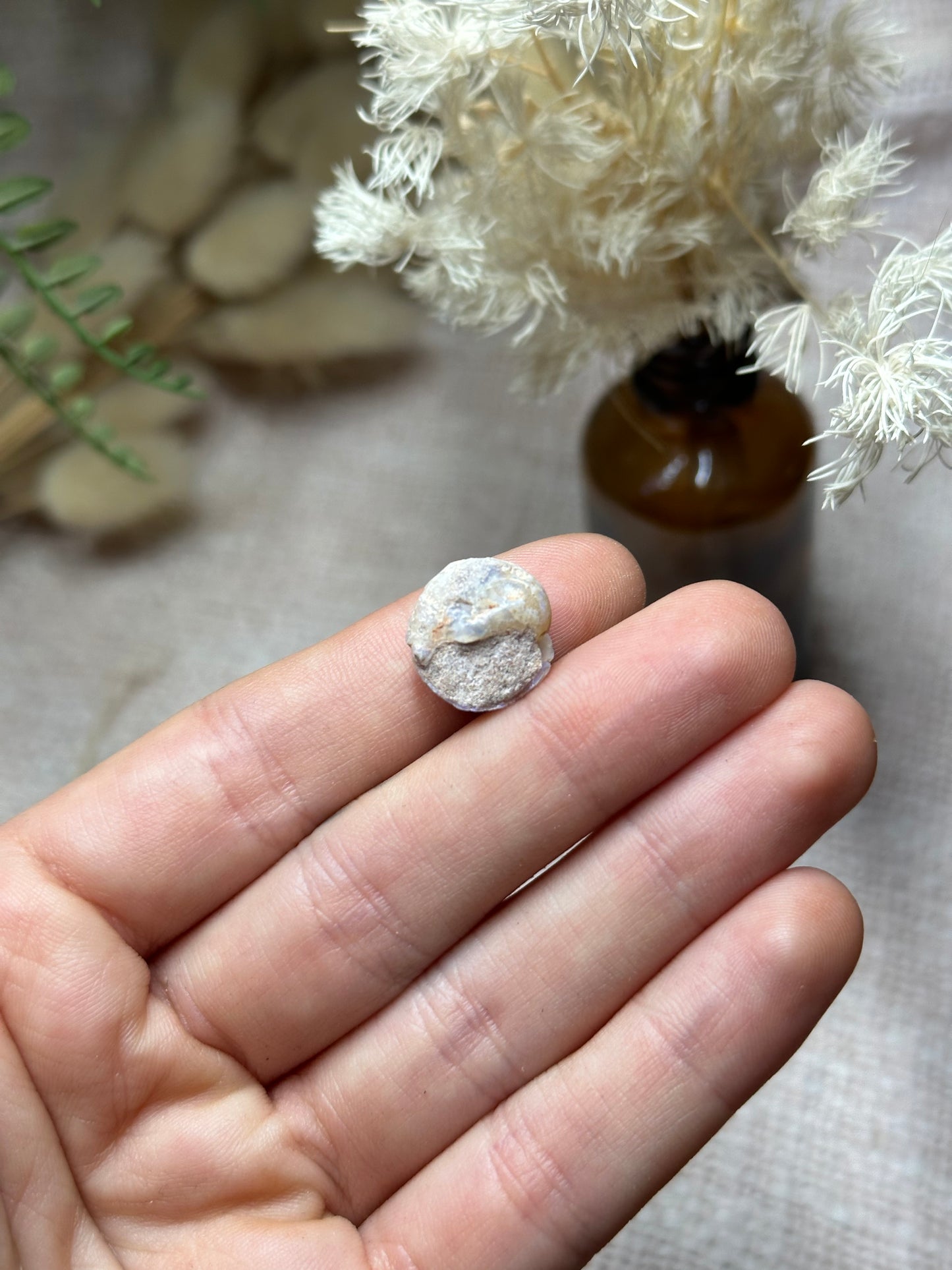 Opalised fossil shell .5