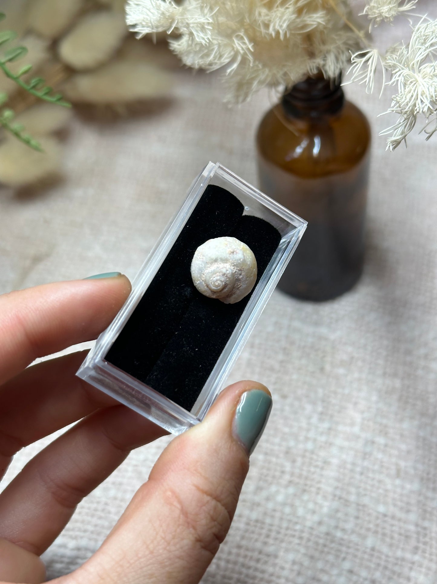 Opalised fossil shell .5