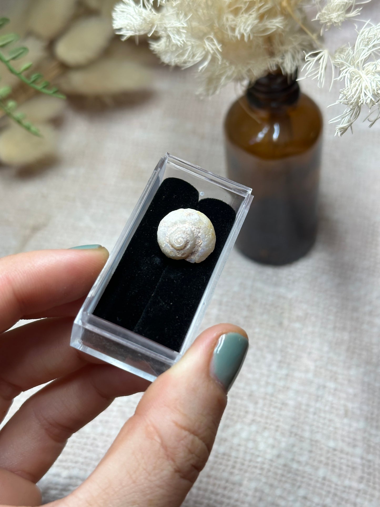 Opalised fossil shell .5