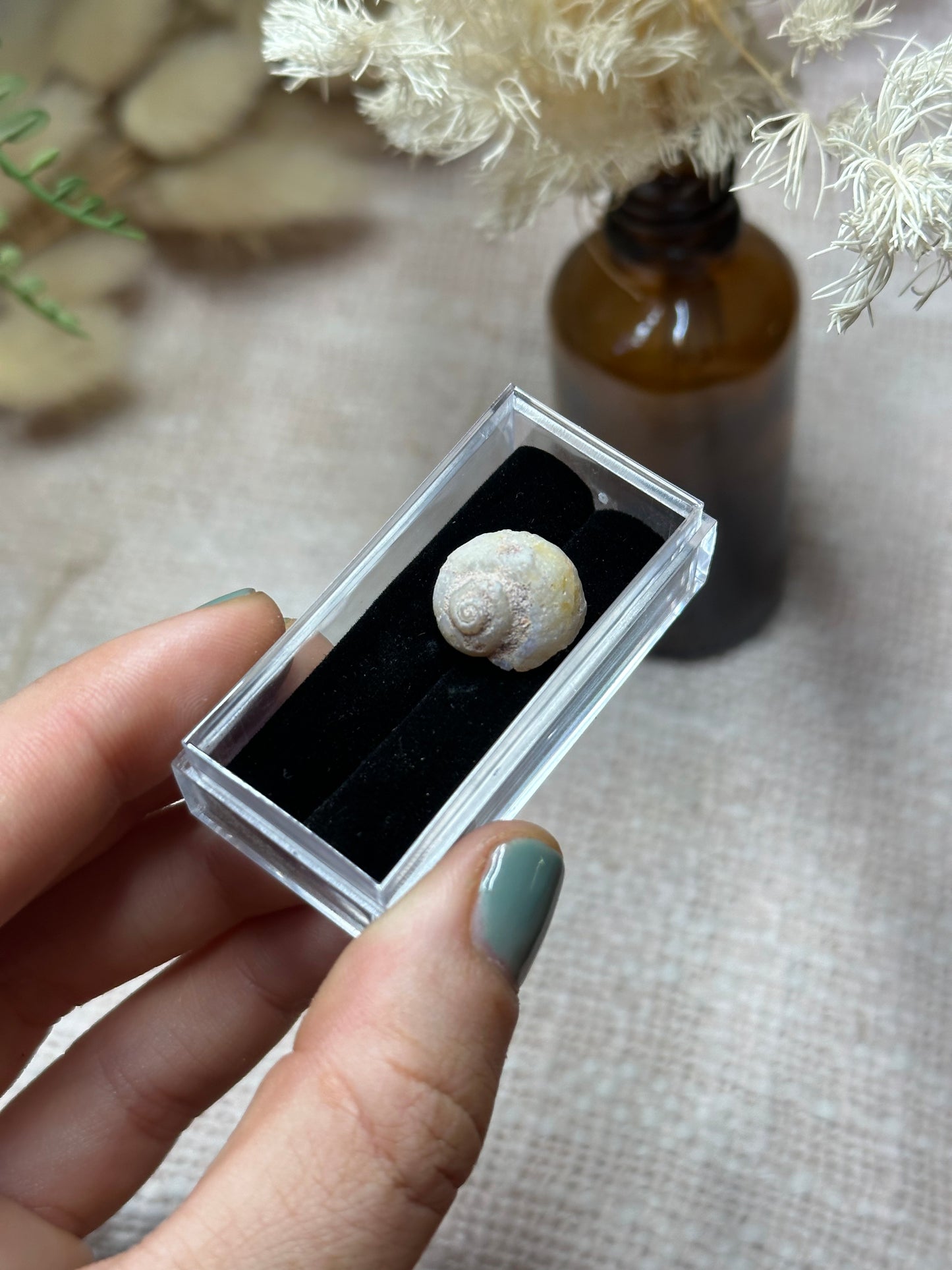 Opalised fossil shell .5