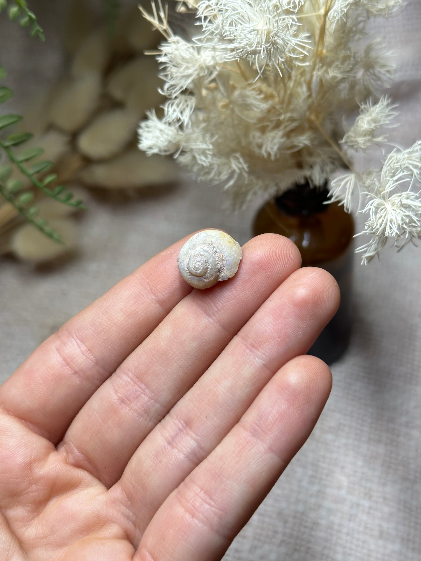 Opalised fossil shell .5
