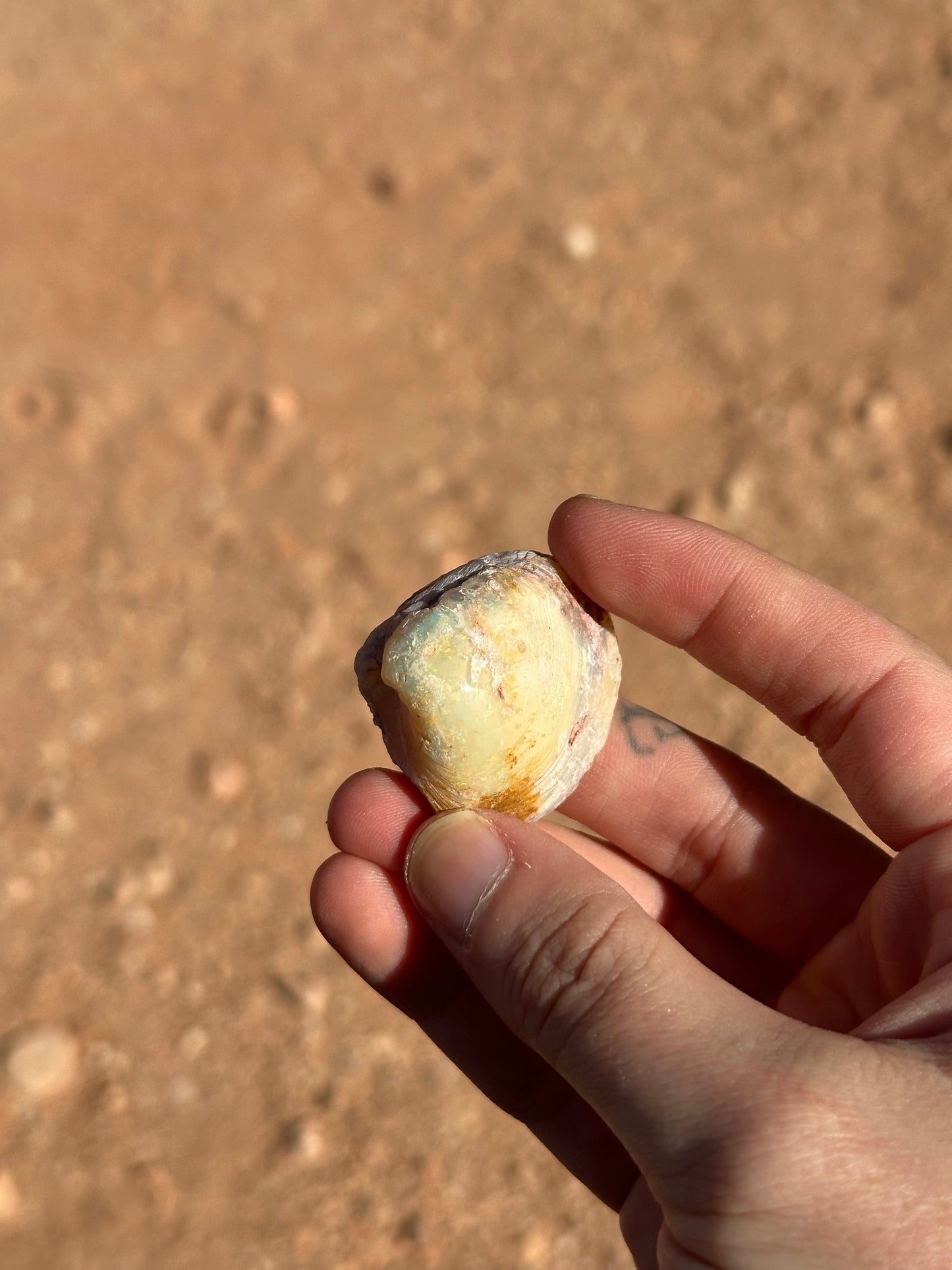 Opalised fossil shell #10