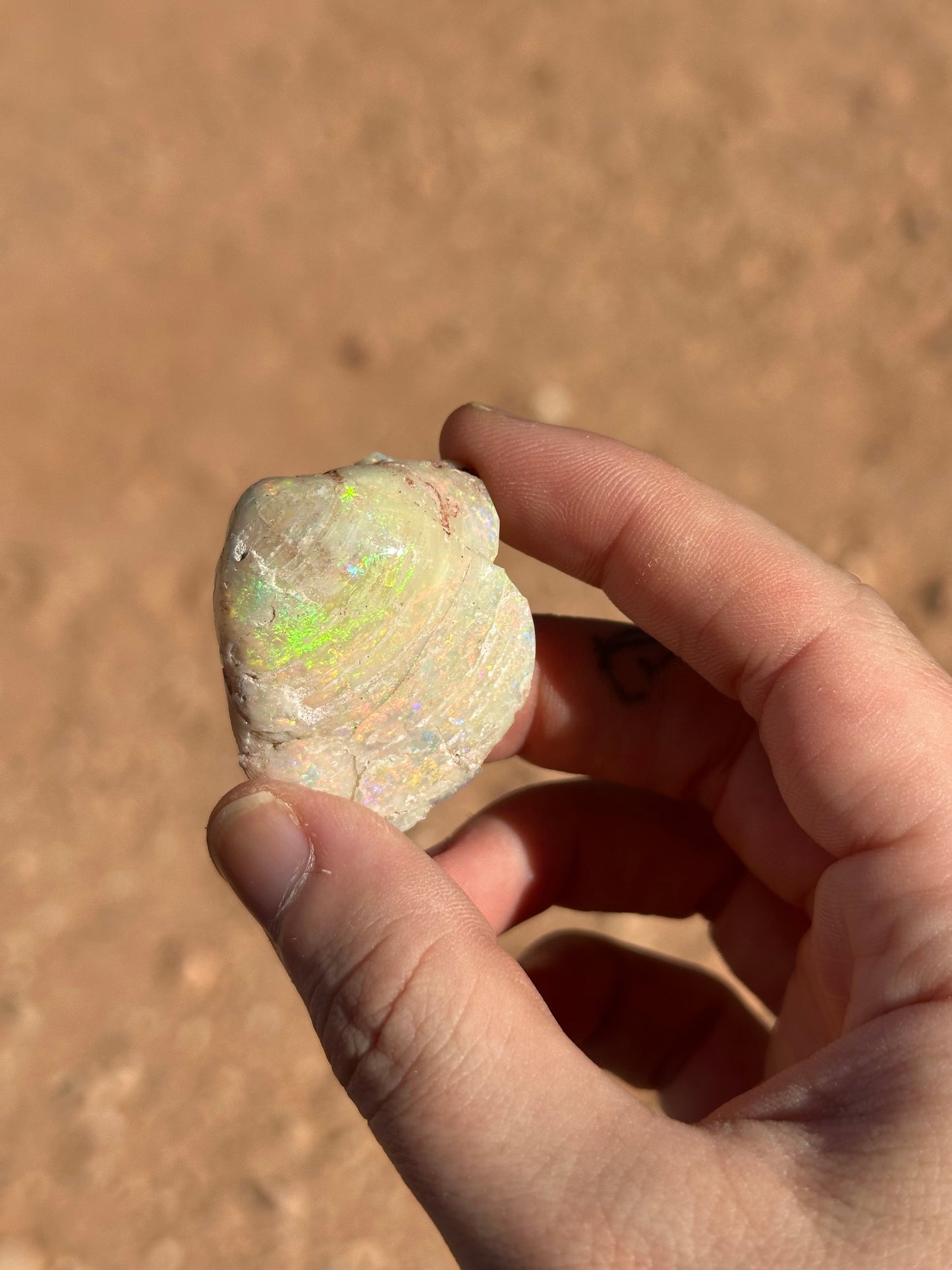 Opalised fossil shell #16