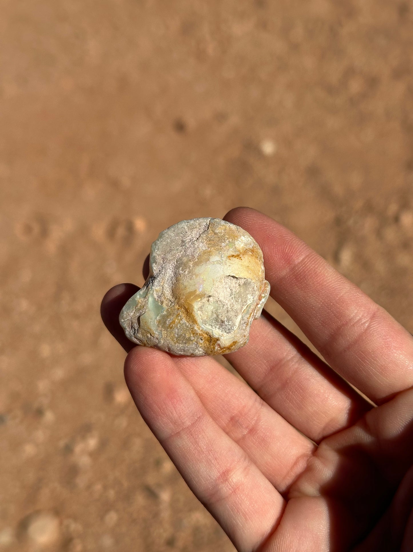 Opalised fossil shell #12