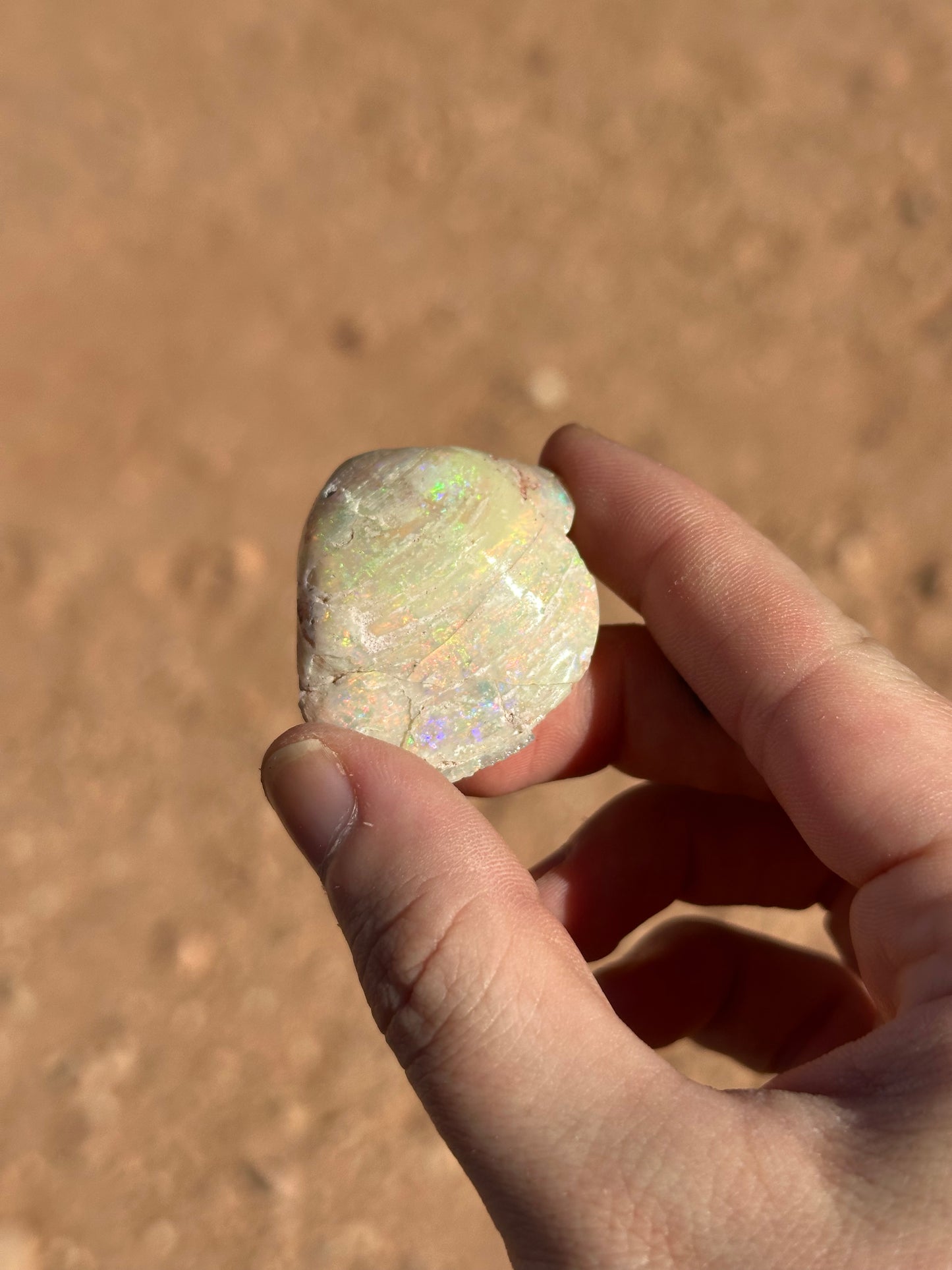 Opalised fossil shell #16