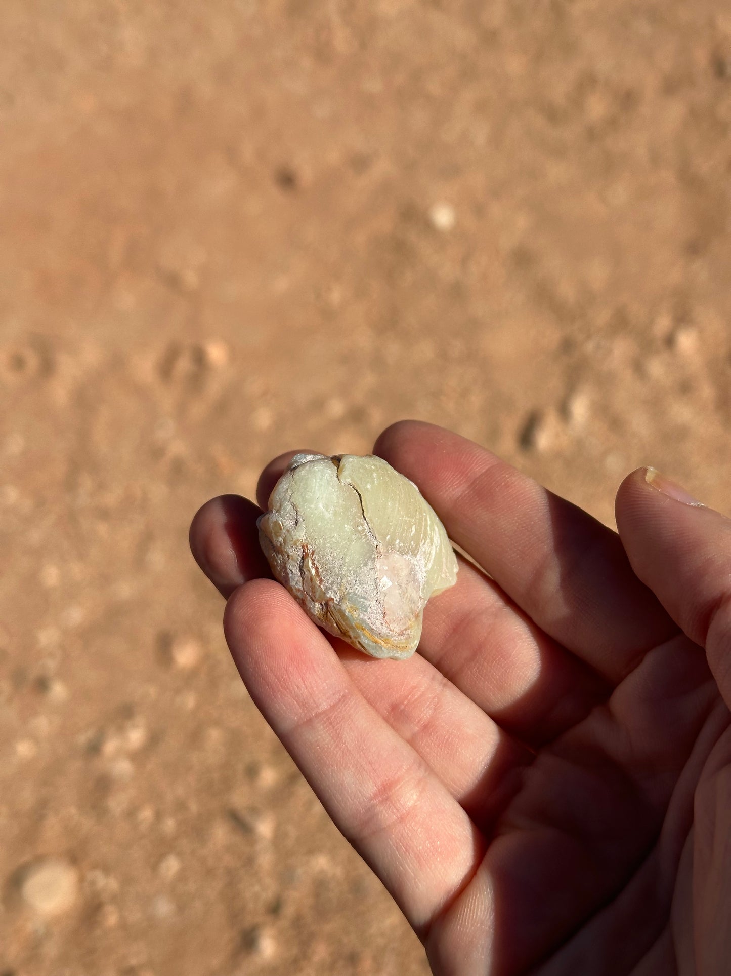 Opalised fossil shell #12