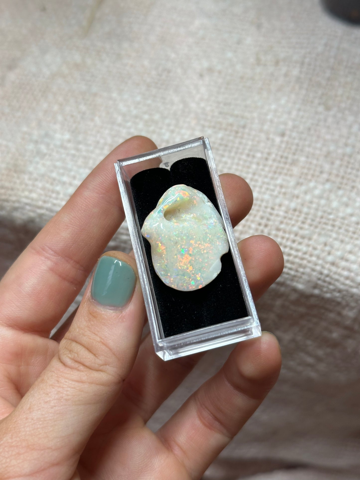 Opalised fossil shell .2